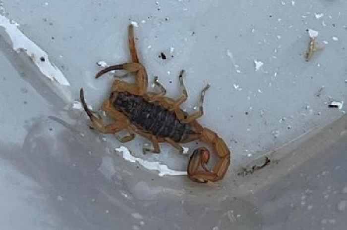 Shocked Devon roofers find deadly scorpion in box of tiles