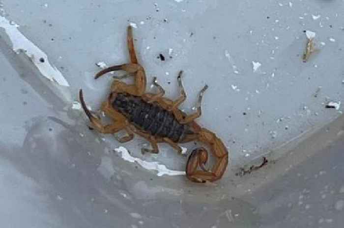 Deadly Brazilian scorpion found in South West roof tiles