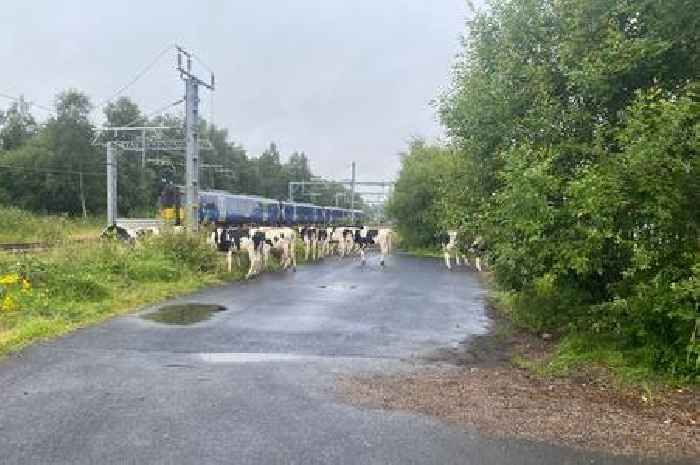 Herd of cows blocks railway line as Scots commuters face travel chaos
