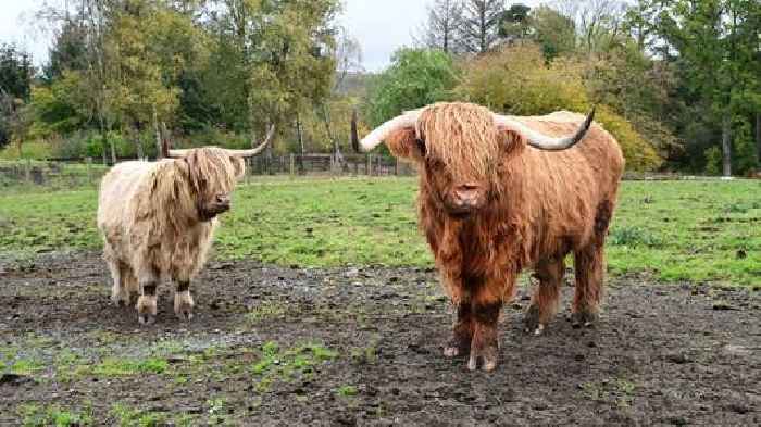 Highland cows belonging to country park put up for sale by online scammers
