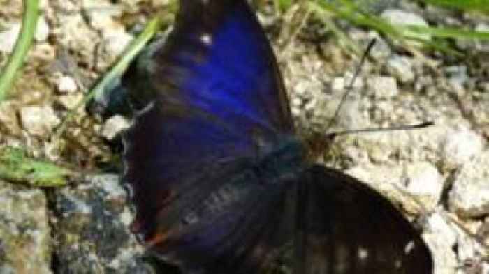 'Iconic' butterfly seen in county for first time