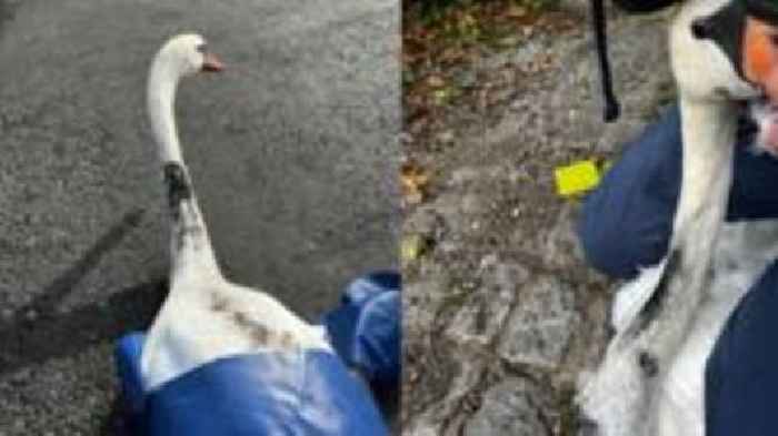 More than 20 swans saved after oil spill in river