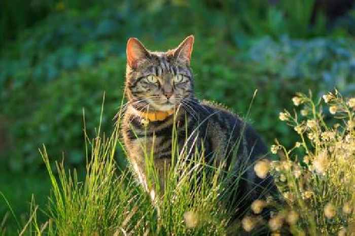 Ten ways to keep cats out of your garden - from coffee granules to human hair