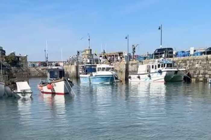 Seal caught on film as it swims into harbour to greet children