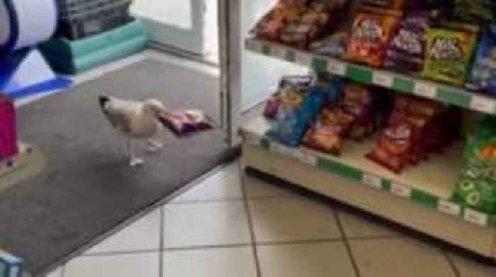Shoplifting 'Steven Seagull' banned from shop