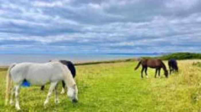 Dorset's Big Picture: Thursday's image of the county