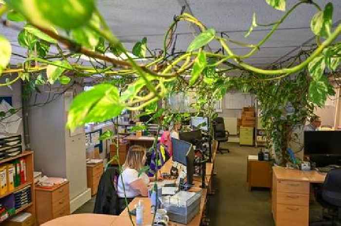 Office plant potted 15 years ago grows into 300ft beast and staff have even given it nickname