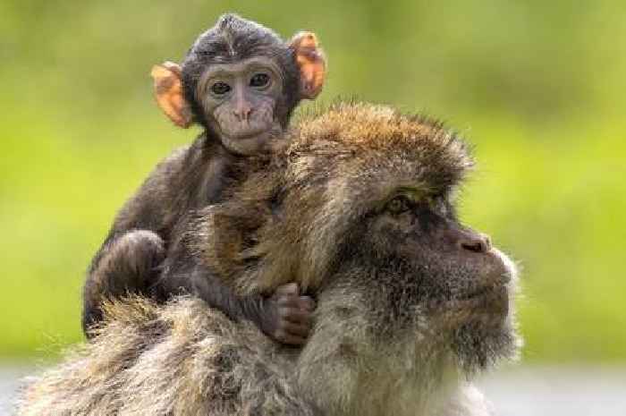 Cute baby monkey the latest arrival at Scottish safari park as endangered species count rises