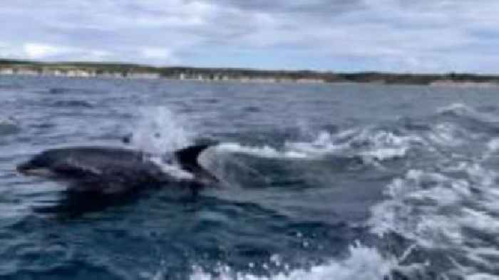 Watch dolphins surprise wildlife spotters