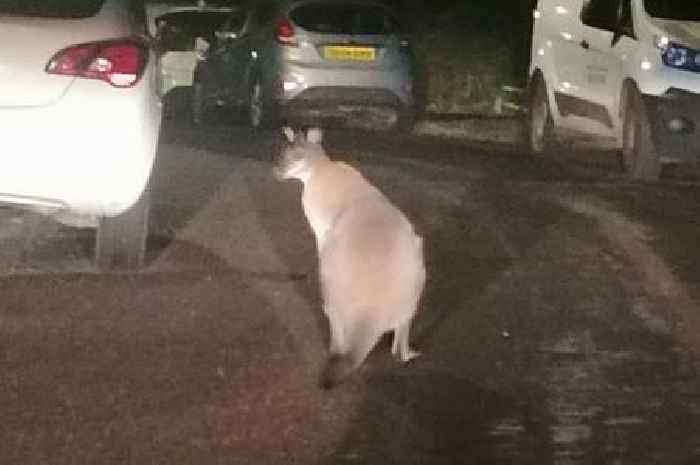 Incredible video captures wallaby hopping around Exeter