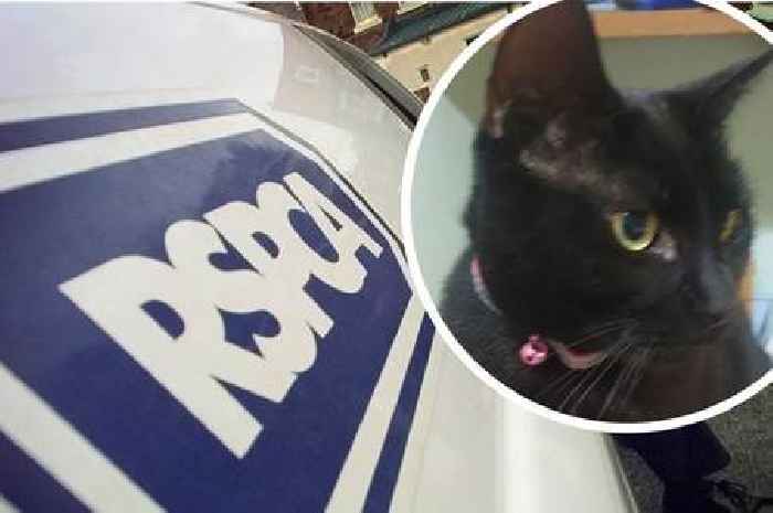 RSPCA launches urgent appeal after cat shot with air gun