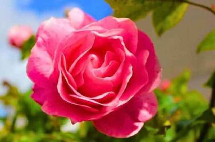 Three simple gardening jobs that will keep roses your blooming for longer