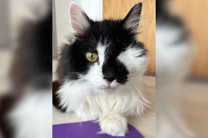 The adorably fluffy one-eyed Essex cat that sadly nobody wants to rehome
