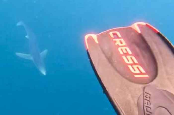 Astonishing moment woman swims with dangerous sharks – off the coast of Tenby