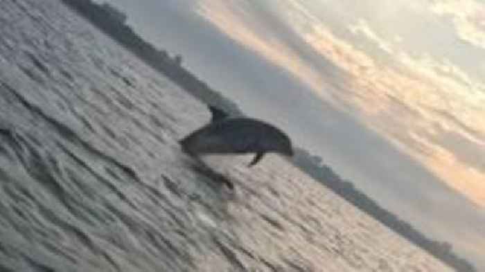 Watch: Poole paddleboarder's 'jackpot' encounter with dolphins