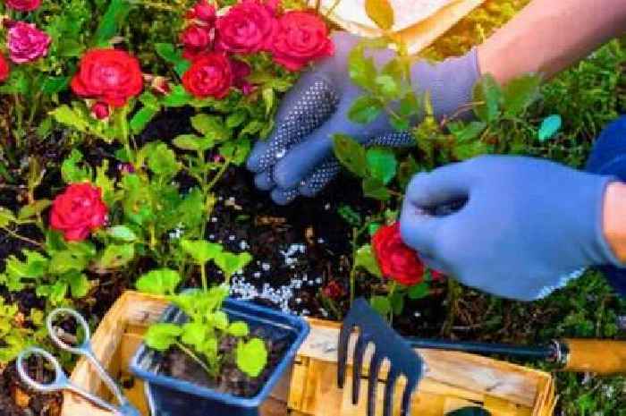 Expert says 3 'overlooked' gardening jobs will help roses flower longer