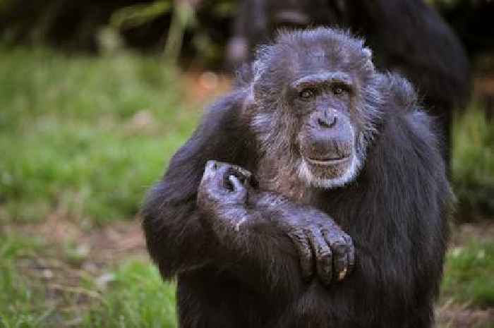 'Heartbroken' Chester Zoo staff mourn loss of chimpanzee Boris, 58