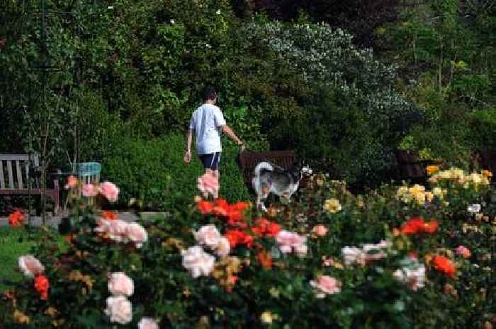 Christmas puddings left in Cardiff parks spark 'poison' alert to dog owners