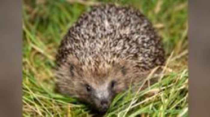 People urged to be mindful of hedgehogs on roads