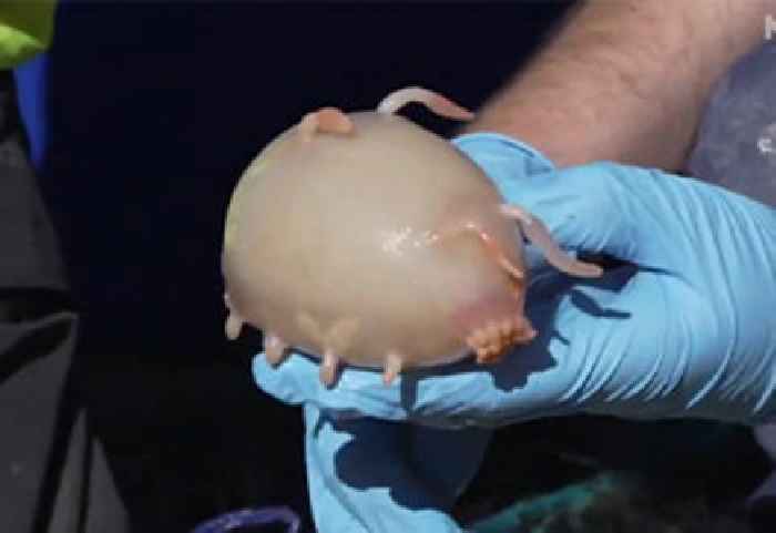 Look at These New, Weird Little Ocean Creatures
