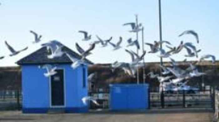 'Gutsy' gulls dive-bombing town's residents