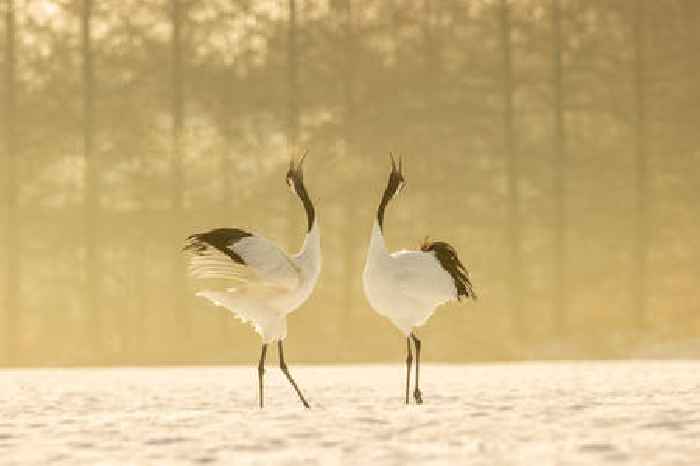  Discover the magic of Hokkaido with dedicated European desks