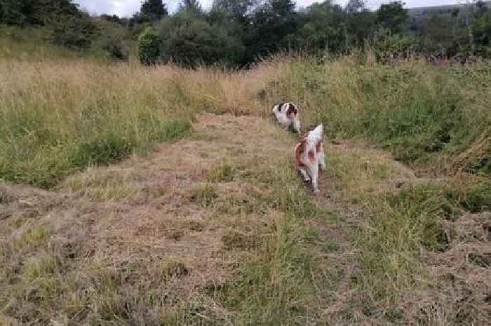 Park left 'unusable' due to uncut grass