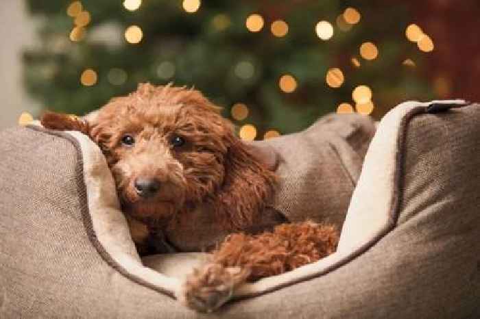 Pets at Home: Revenue ticks up amid difficult year