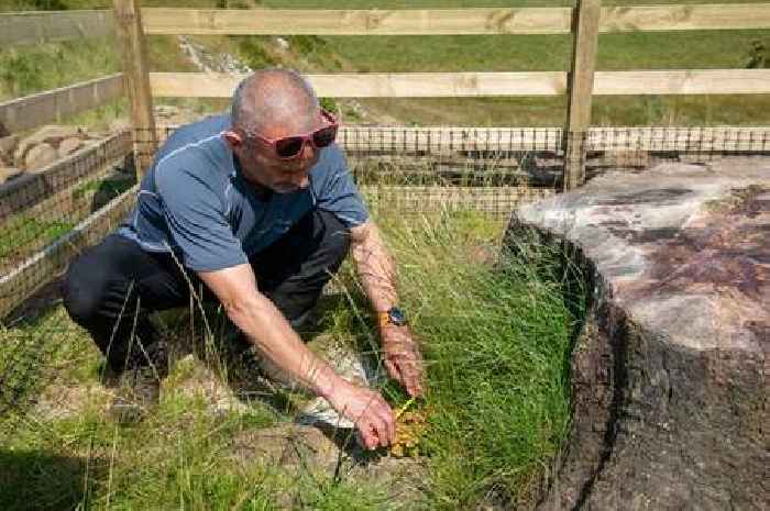 New shoots seen on Sycamore Gap tree as stump shows encouraging signs of life