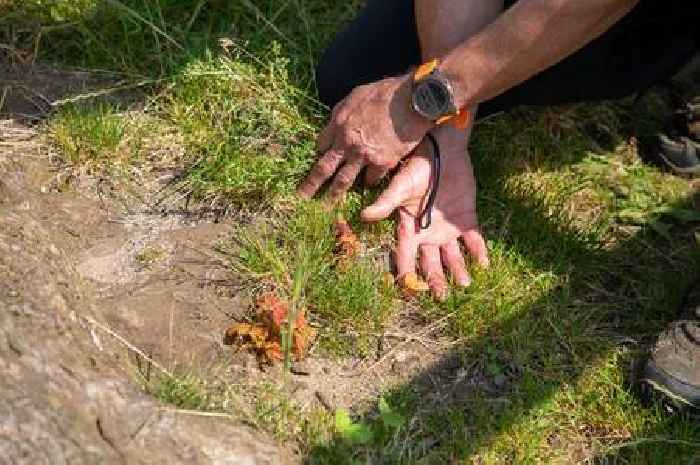 New shoots seen on Sycamore Gap tree as stump shows encouraging signs of life