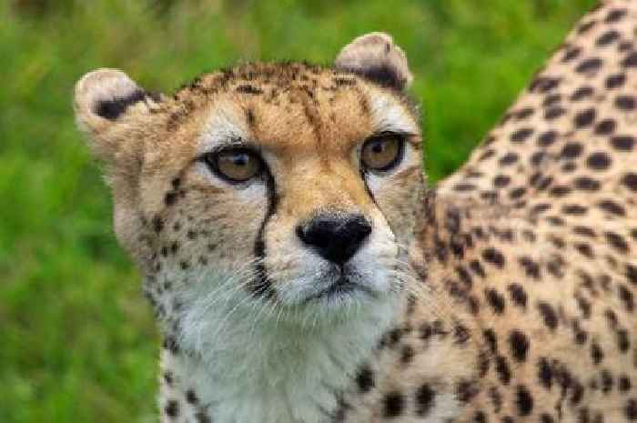 Edinburgh Zoo welcomes first cheetah in 24 years with adorable photos