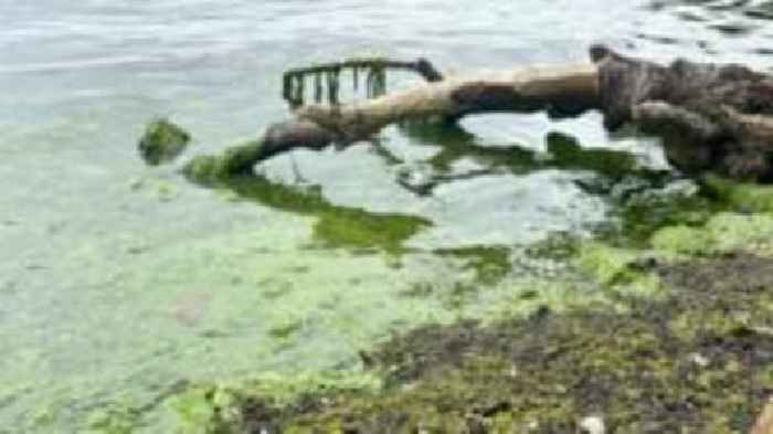 Algae could pose serious health risks, say experts