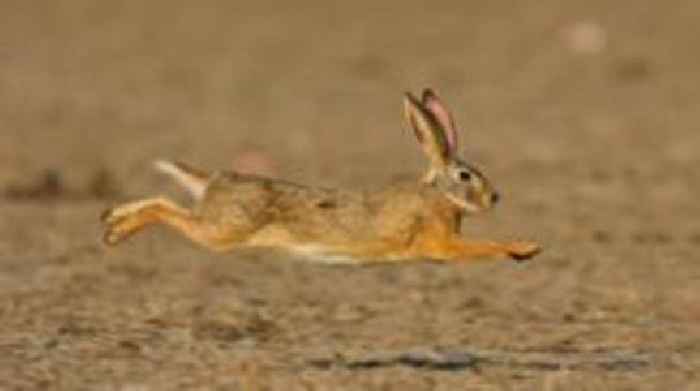 Three sentenced for hare coursing offences