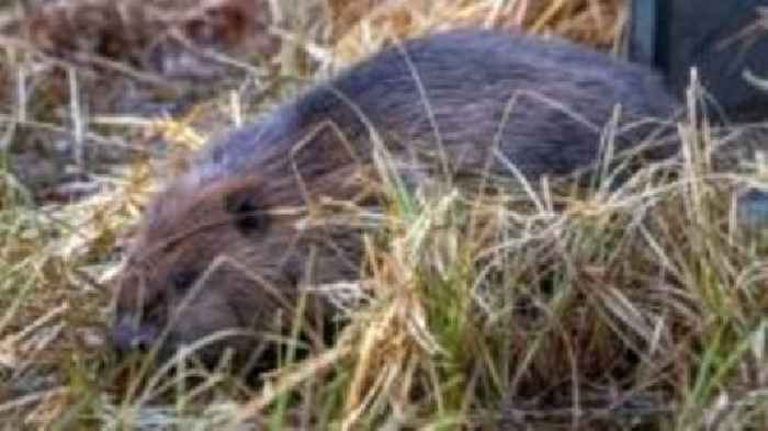 Cairngorms' first wild-born beavers 'in 400 years'