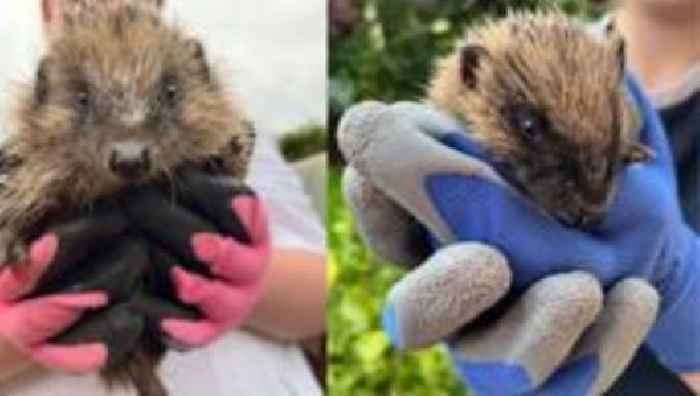 Orphaned hedgehogs rehomed in Archbishop's garden