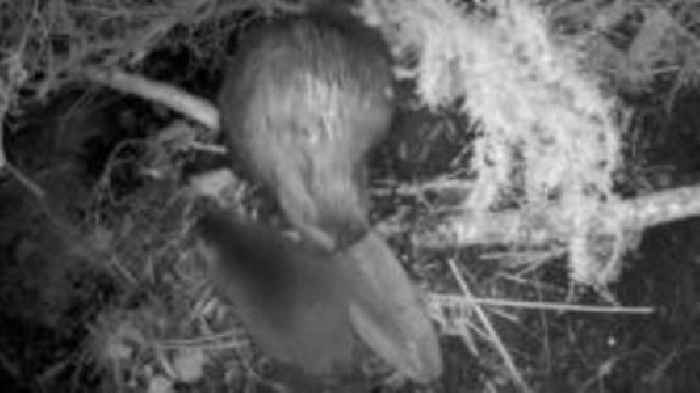 Beaver kits back in the Cairngorms