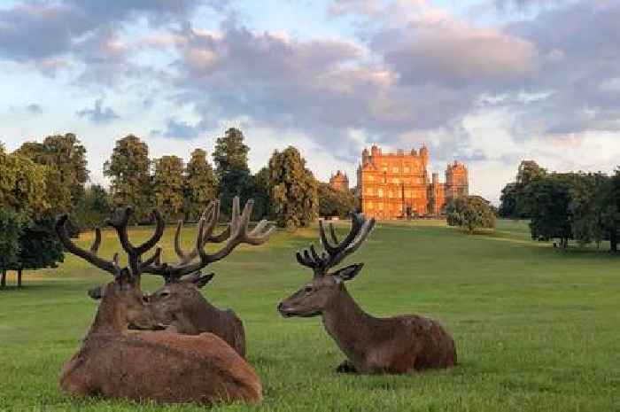 Kite Azaadi Festival at Wollaton Park postponed after Nottingham protests