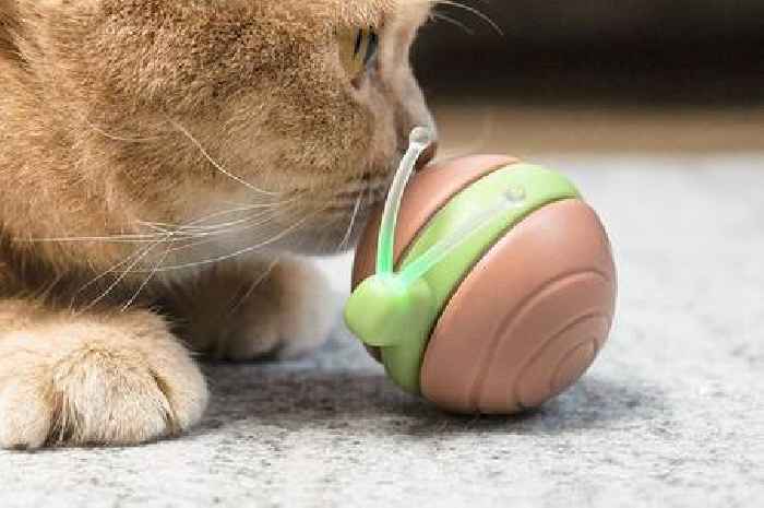 Pet owners rave about 'ingenious' gadget their cats are 'crazy about' - calling it the 'best toy we've ever bought'