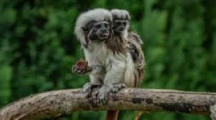 Rare monkey twins born at Chester Zoo