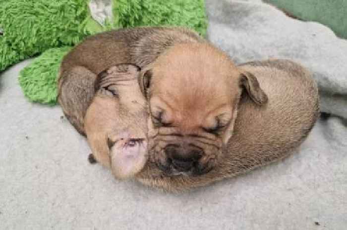 Puppies found in Aldi bag in Surrey 'far too young to be away from mum'