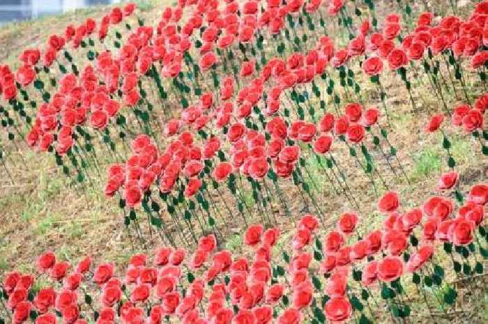 Why there's a field of 1,000 beautiful metal roses in the grounds of Cardiff castle