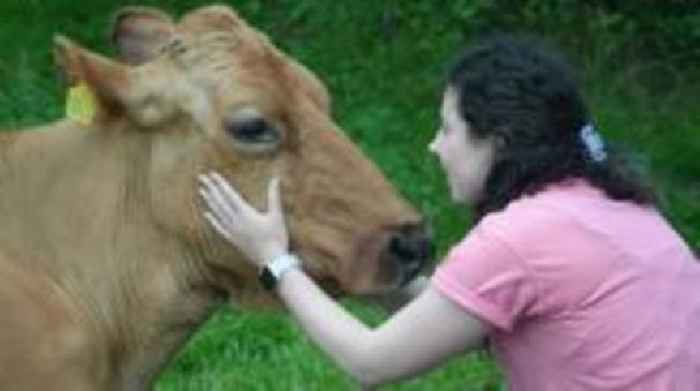 The ex-monk letting people cuddle his cows