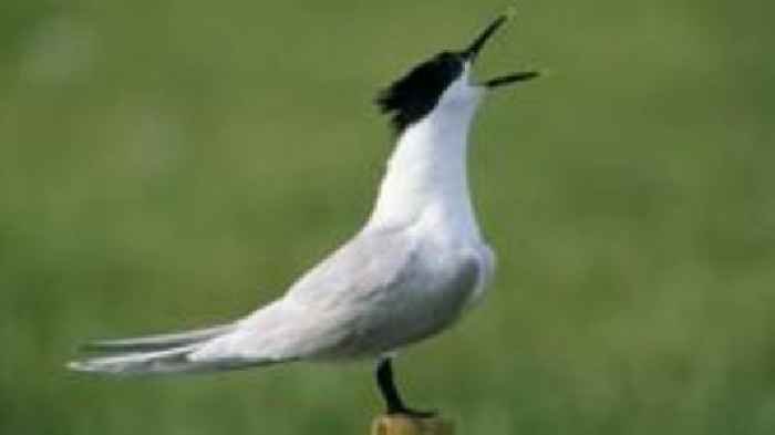 English wind farms could aid Scots seabird revival