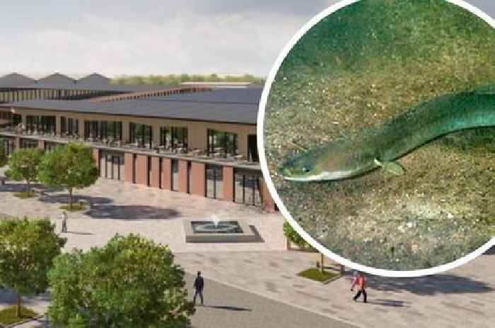 Decision on huge fish factory, eel farm, restaurant and visitor centre at Gloucestershire docks pushed back as crunch meeting is cancelled