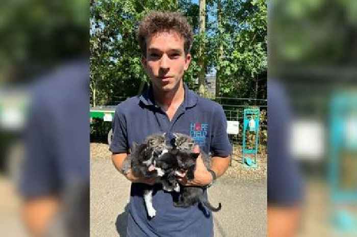 Adorable kittens 'dumped like rubbish' outside Brentwood school in blistering 32C heat