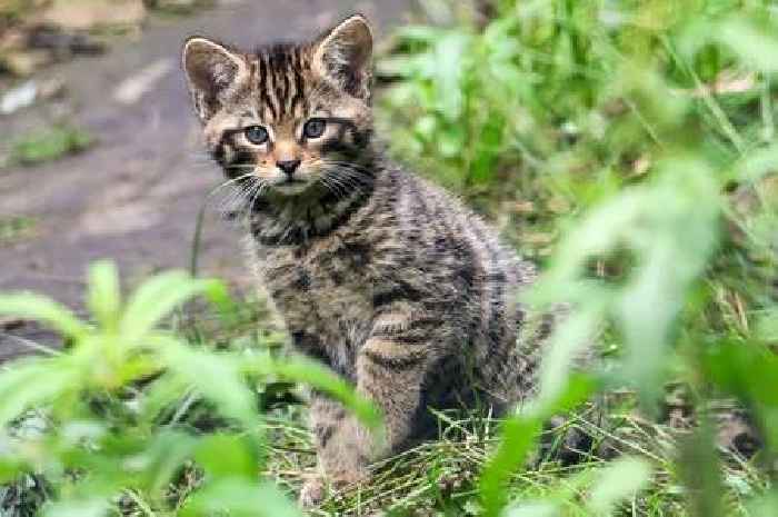 'Extinct' animal could be making comeback in the South West