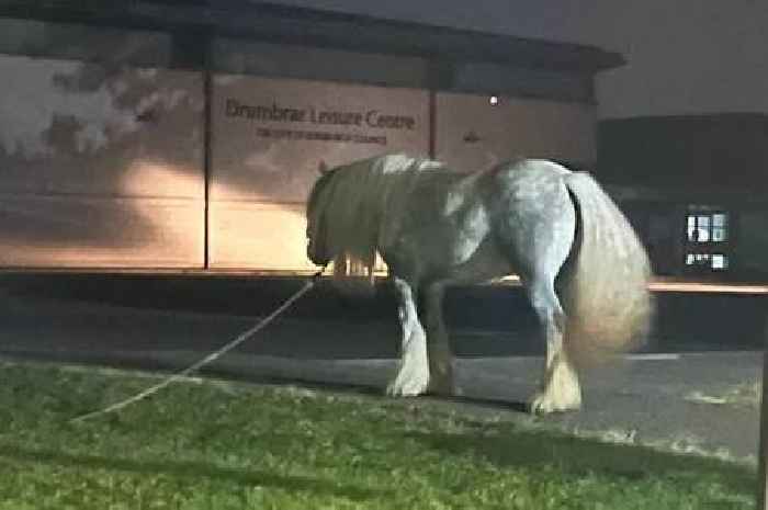 Man left shocked after discovering 'massive horse' tied to Scots leisure centre