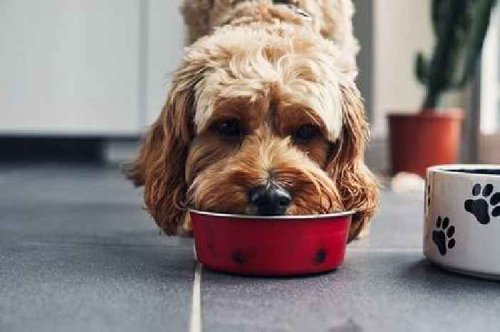 Warning issued to all dog owners as common water bowl mistake can make pets sick