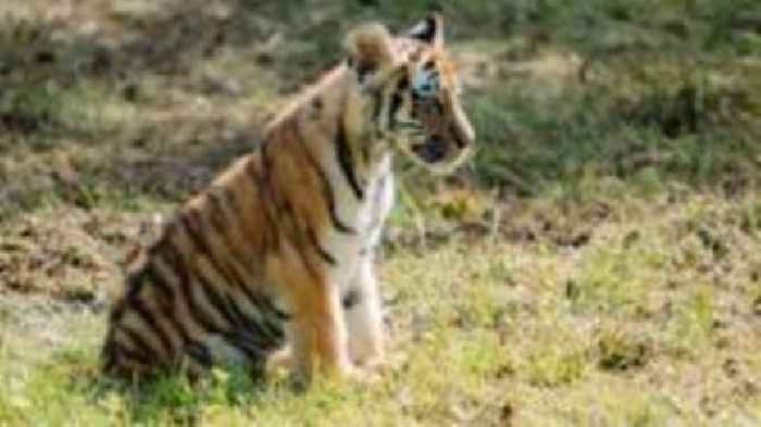 'Happy and healthy' tiger cubs begin exploring