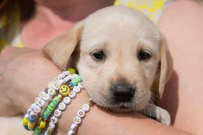 The Leicestershire guide dog pups given names inspired by Taylor Swift